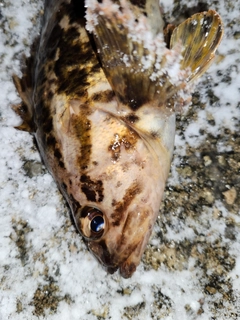 タケノコメバルの釣果