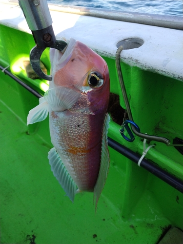 アマダイの釣果