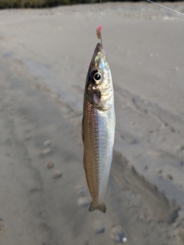 キスの釣果