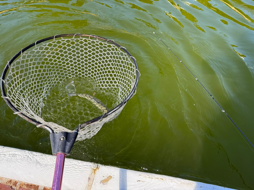 ニジマスの釣果