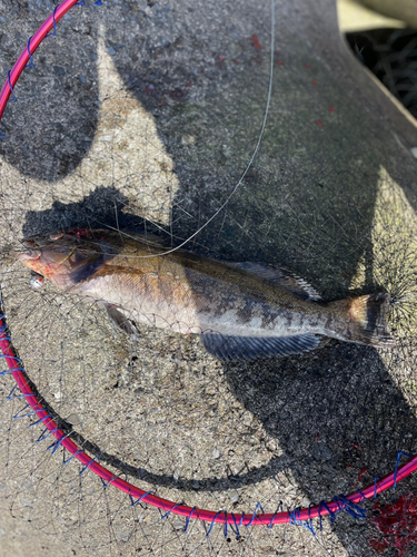 アイナメの釣果