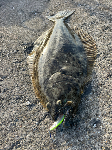 ヒラメの釣果