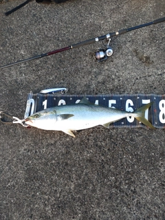 ハマチの釣果
