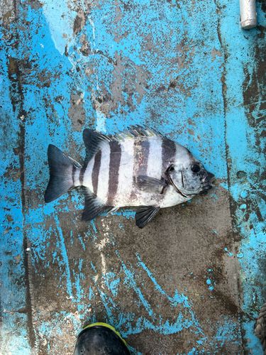 イシダイの釣果