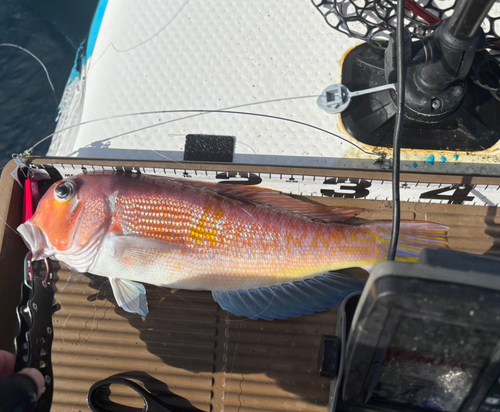 アカアマダイの釣果