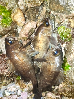 メバルの釣果