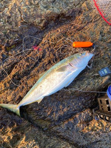 ブリの釣果