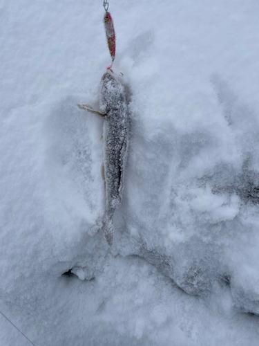 ホッケの釣果