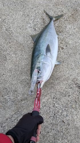 ハマチの釣果