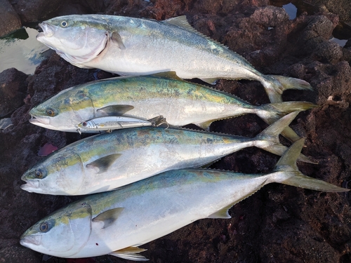 ヤズの釣果