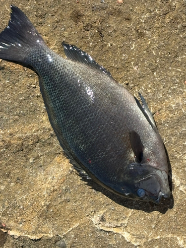 クチブトグレの釣果