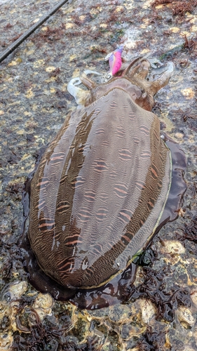 モンゴウイカの釣果