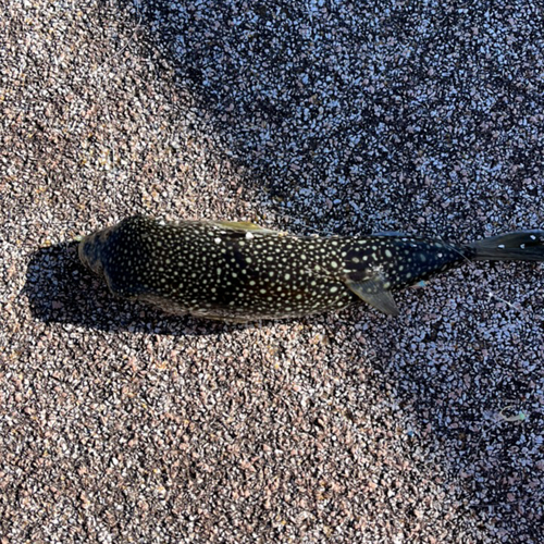 フグの釣果