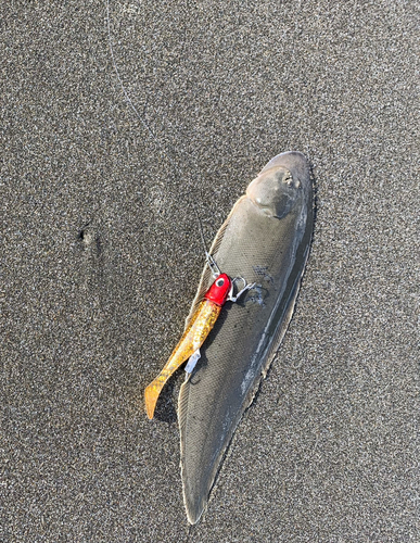 シタビラメの釣果