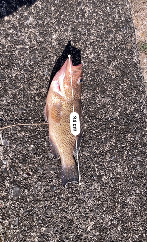 オオモンハタの釣果