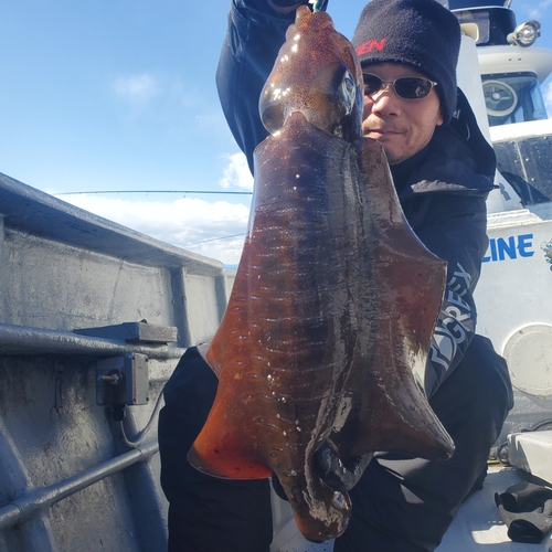 アオリイカの釣果