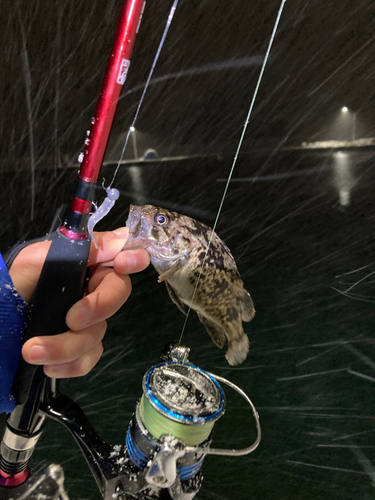 クロソイの釣果