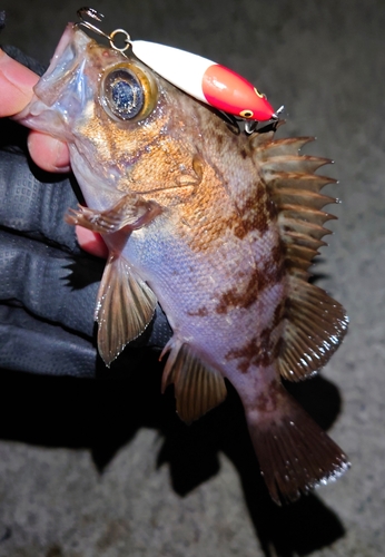 メバルの釣果