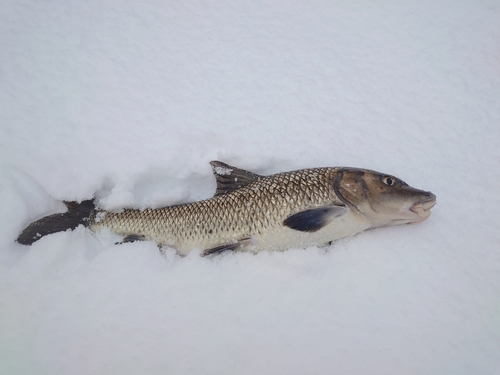 ニゴイの釣果