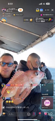 マダイの釣果