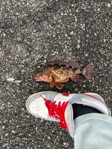 カサゴの釣果