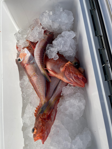 シロアマダイの釣果