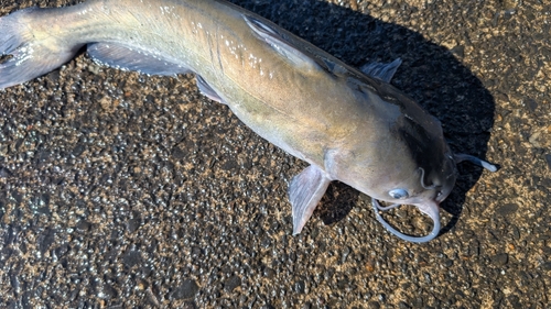 アメリカナマズの釣果