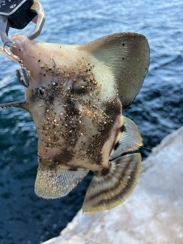 カワハギの釣果