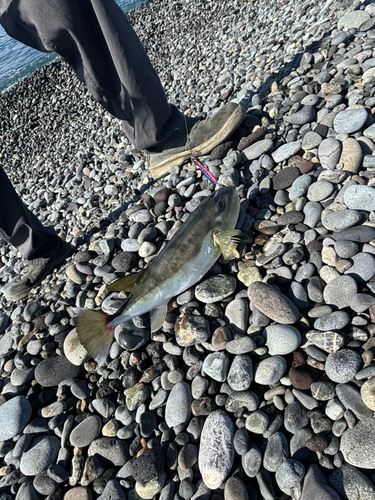 クサフグの釣果