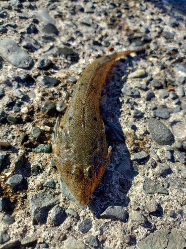 コチの釣果