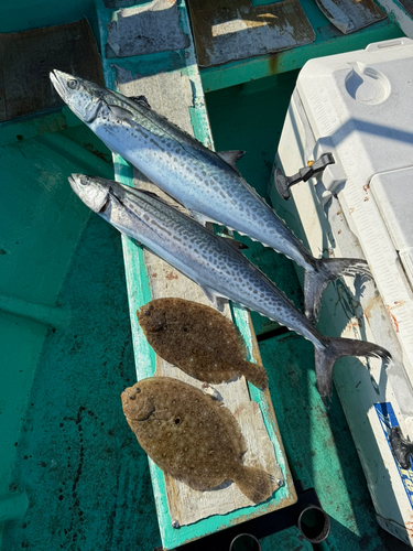 サワラの釣果