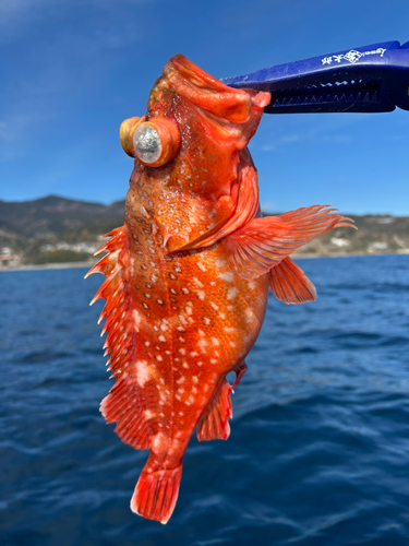 ウッカリカサゴの釣果