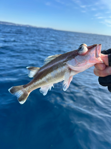 アラの釣果