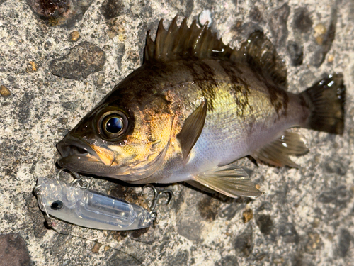 メバルの釣果