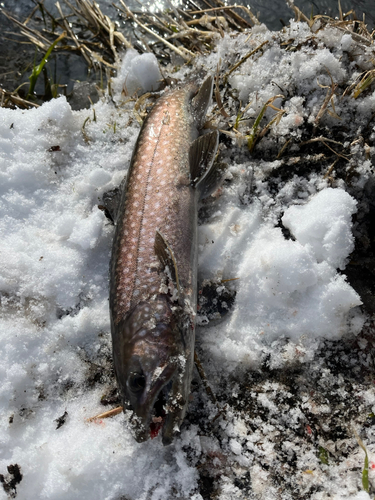 アメマスの釣果