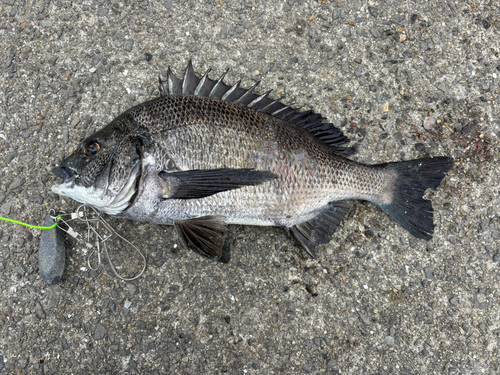 クロダイの釣果