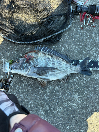 クロダイの釣果