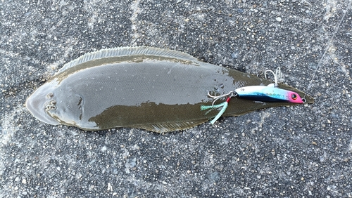 ウシノシタの釣果