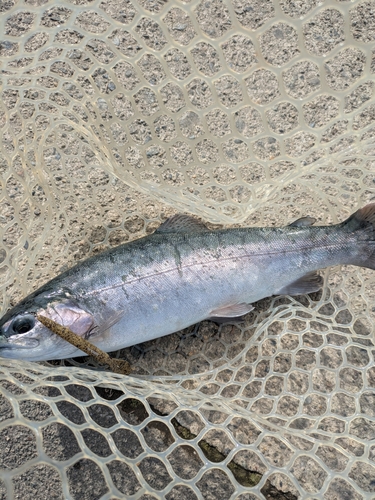 ニジマスの釣果