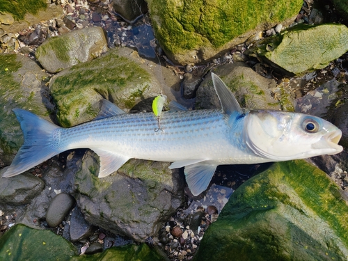 ボラの釣果