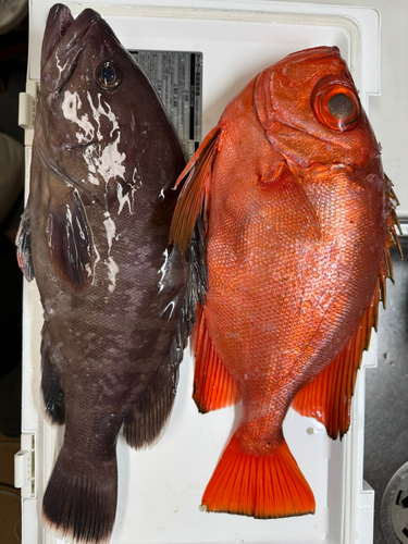 マハタの釣果