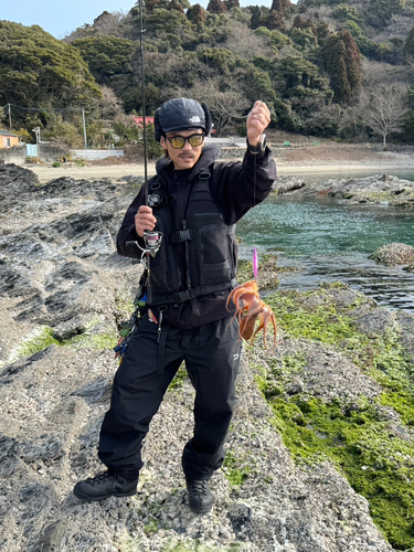 タコの釣果