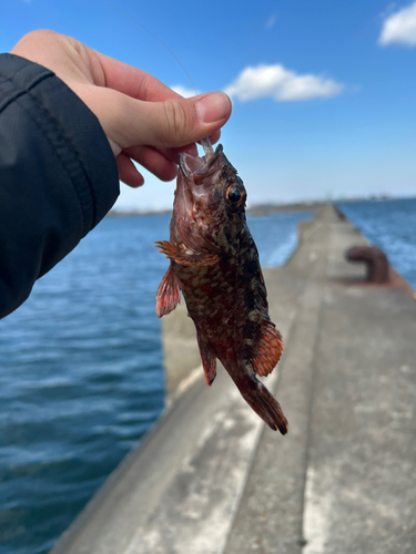 ガシラの釣果