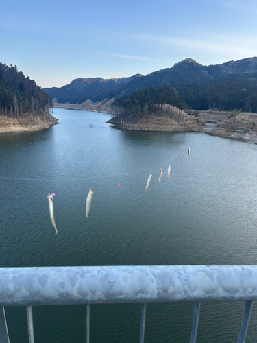 ワカサギの釣果