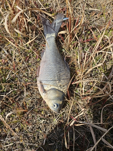 ヘラブナの釣果