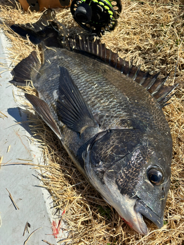 クロダイの釣果