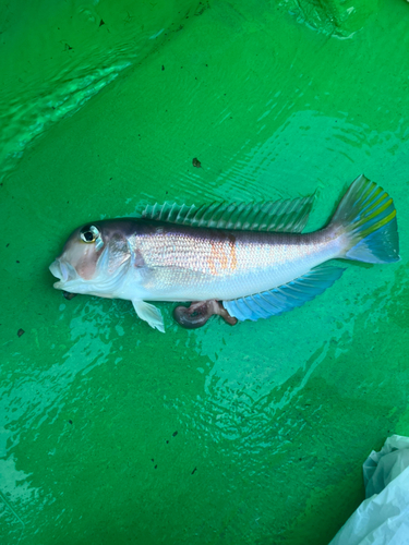 アマダイの釣果