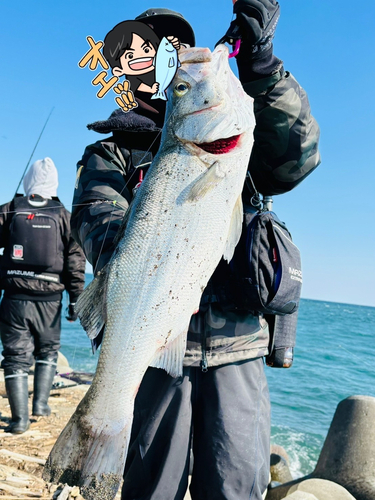 スズキの釣果