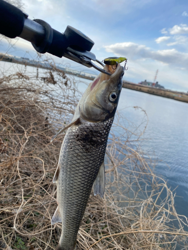 ニゴイの釣果