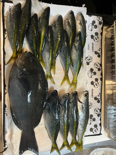 メジナの釣果